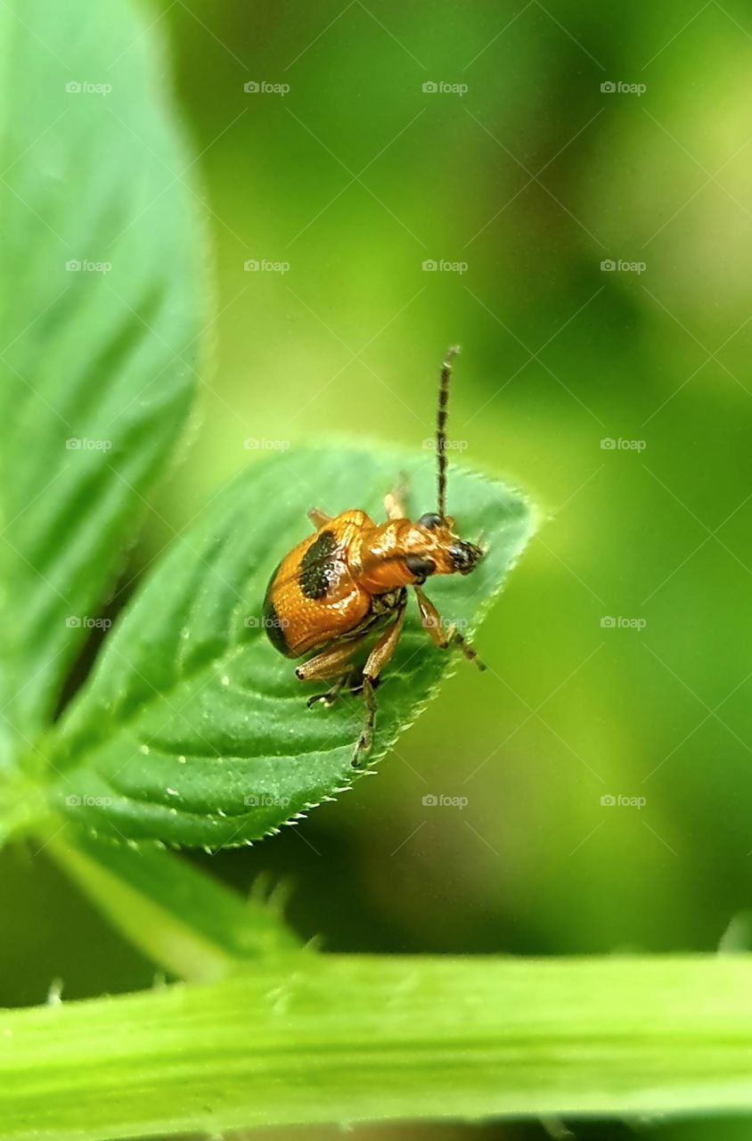 Dendrobium Beetle