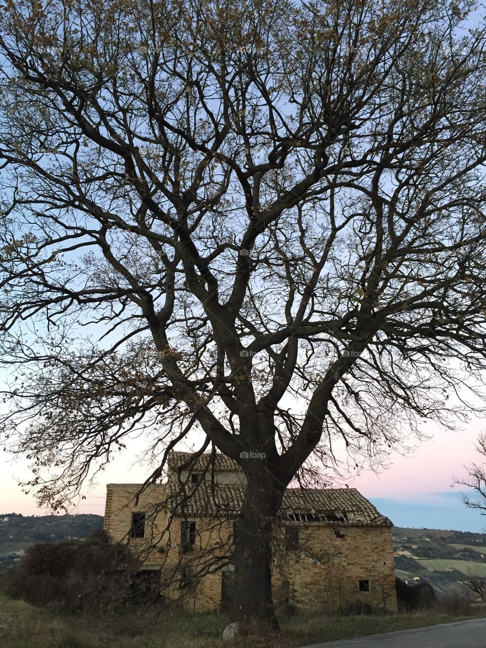 Oak tree near house