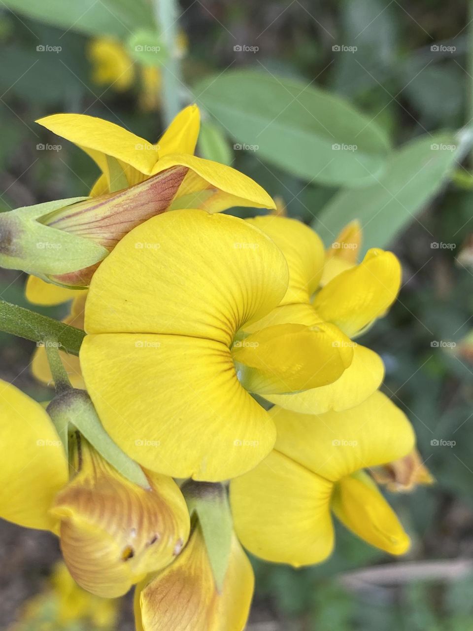 Yellow flowers 