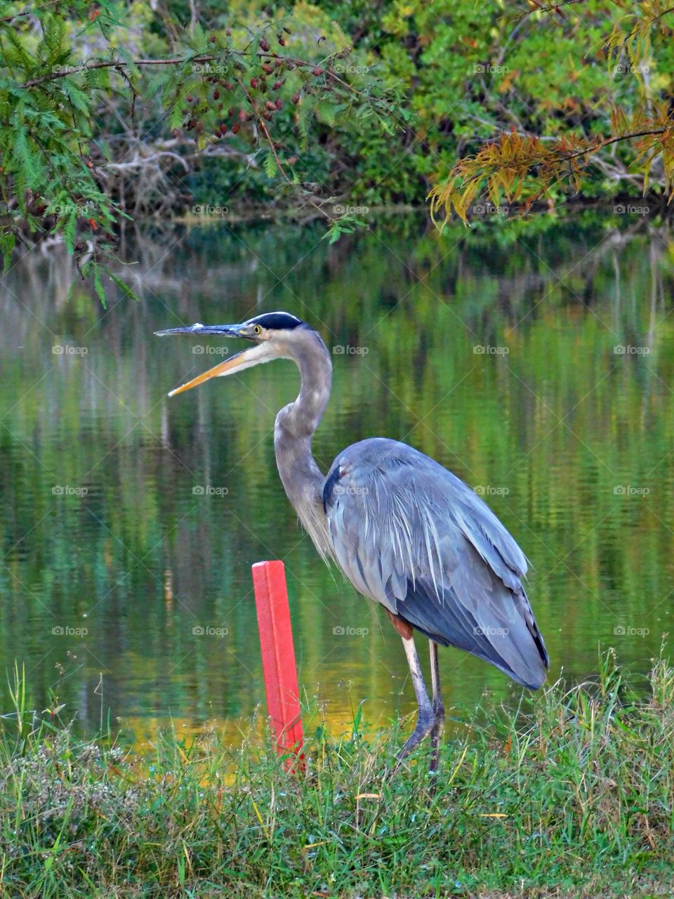 Wild Animals of The United States Foap Missions - A Blue Heron, in his territory squawks as I come close to take his photo