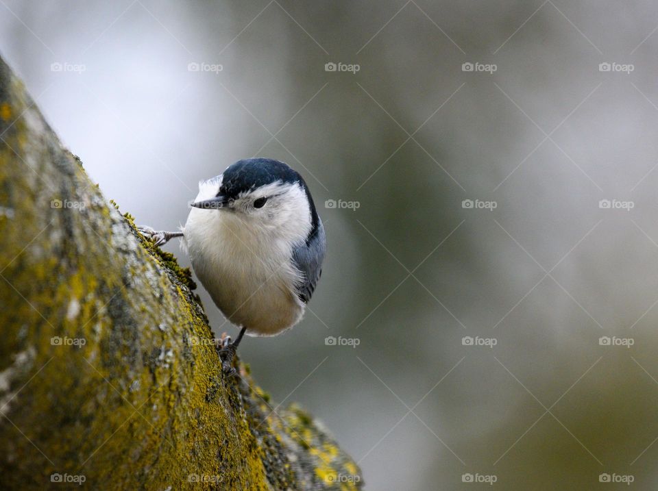 Nuthatch