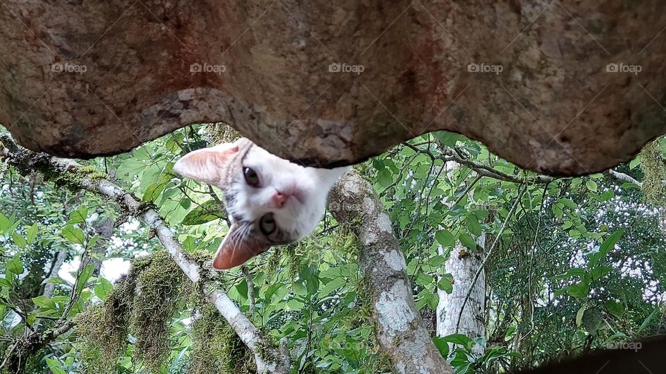 Gatinha aventureira subiu no telhado e agora não sabe como descer.