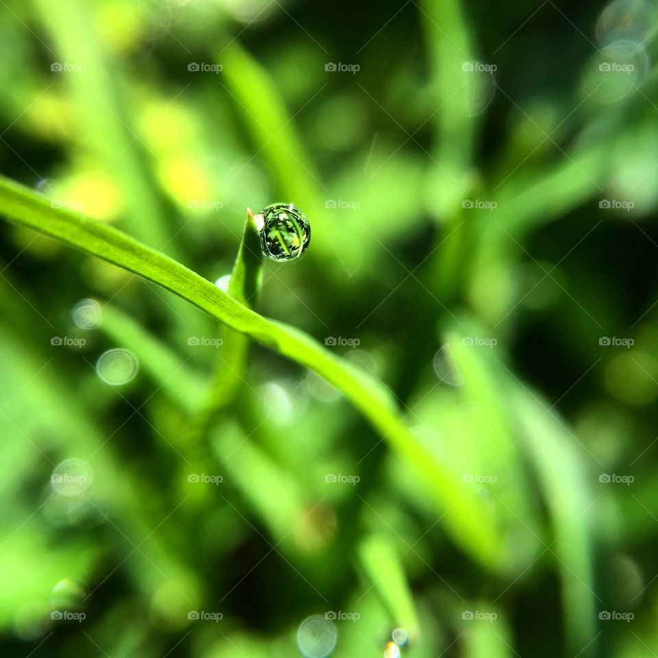 High angle view of dew drop on leaf