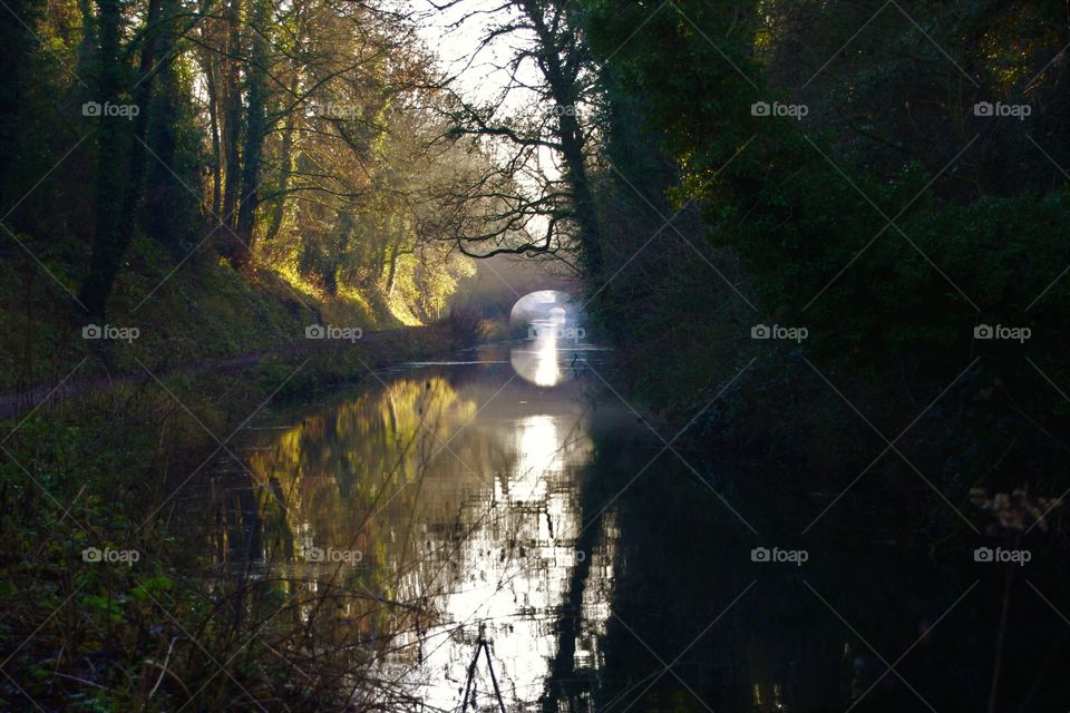 Bridge over the lake in forest