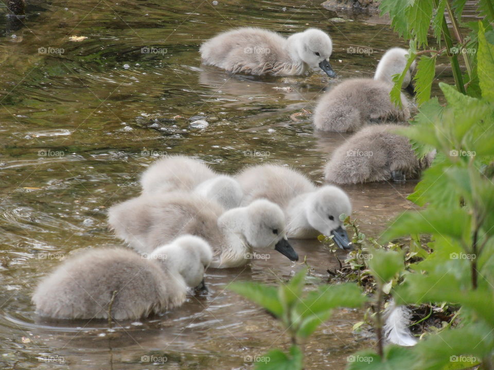 Cygnets Close Up