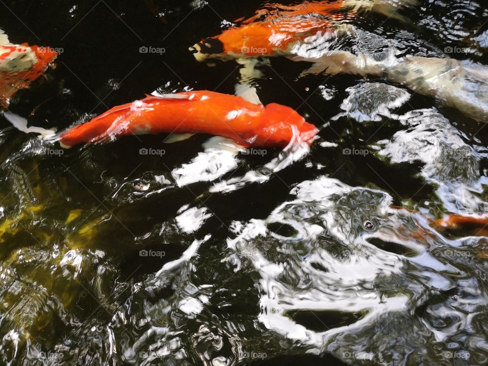 Fancy​ carp​ koi fish​