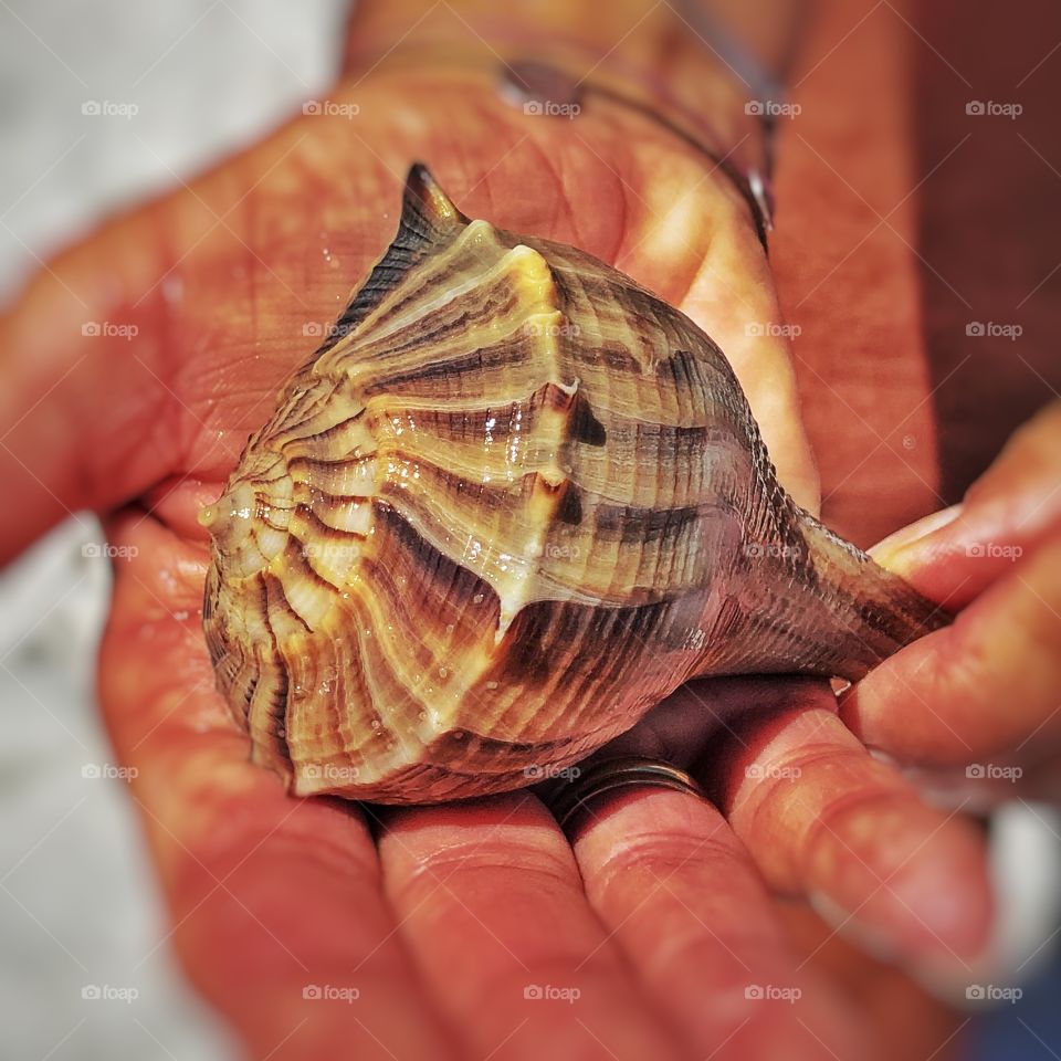 Shell from Marco Island Florida 