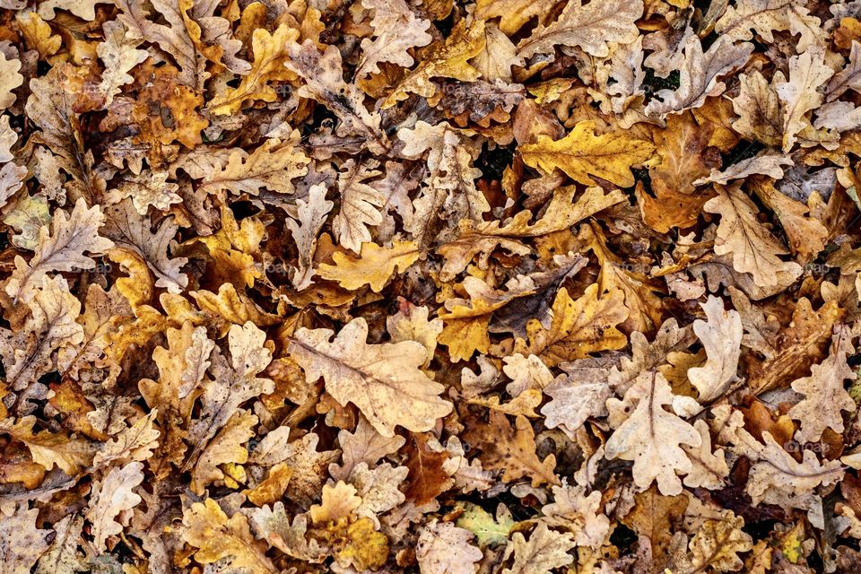 Fallen English Oak leaves in shades of brown, orange and yellow