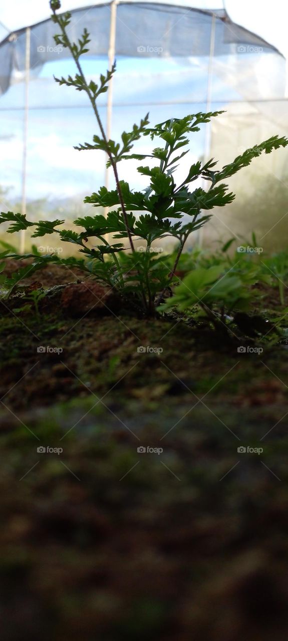 naturelove, drak picture, beautiful, green, Grass
