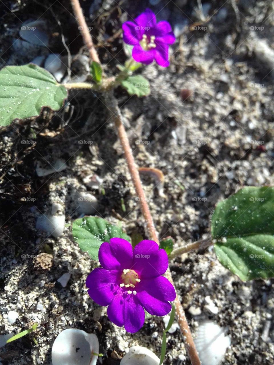 purple flowers in adversity