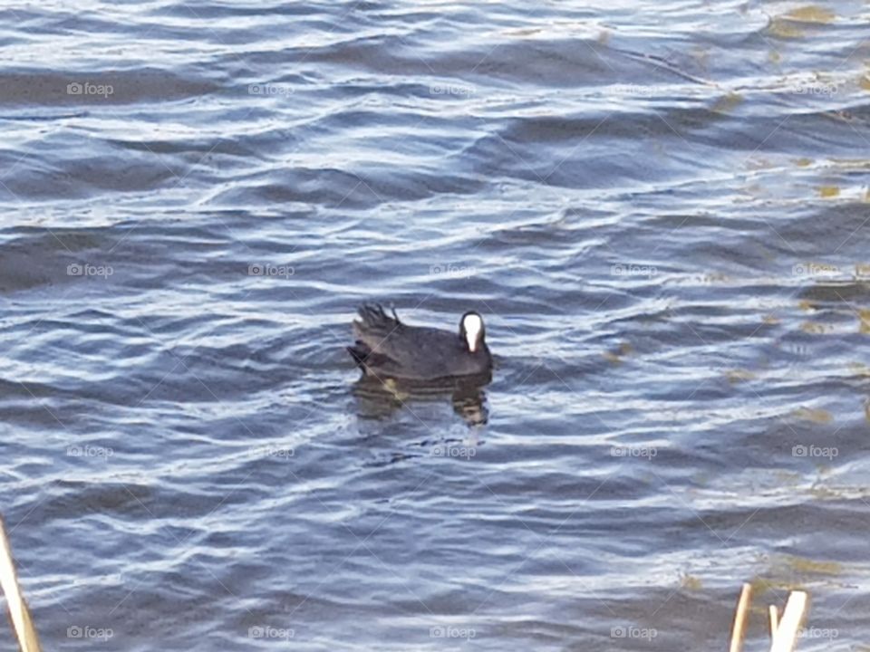 Coot in the water, Life