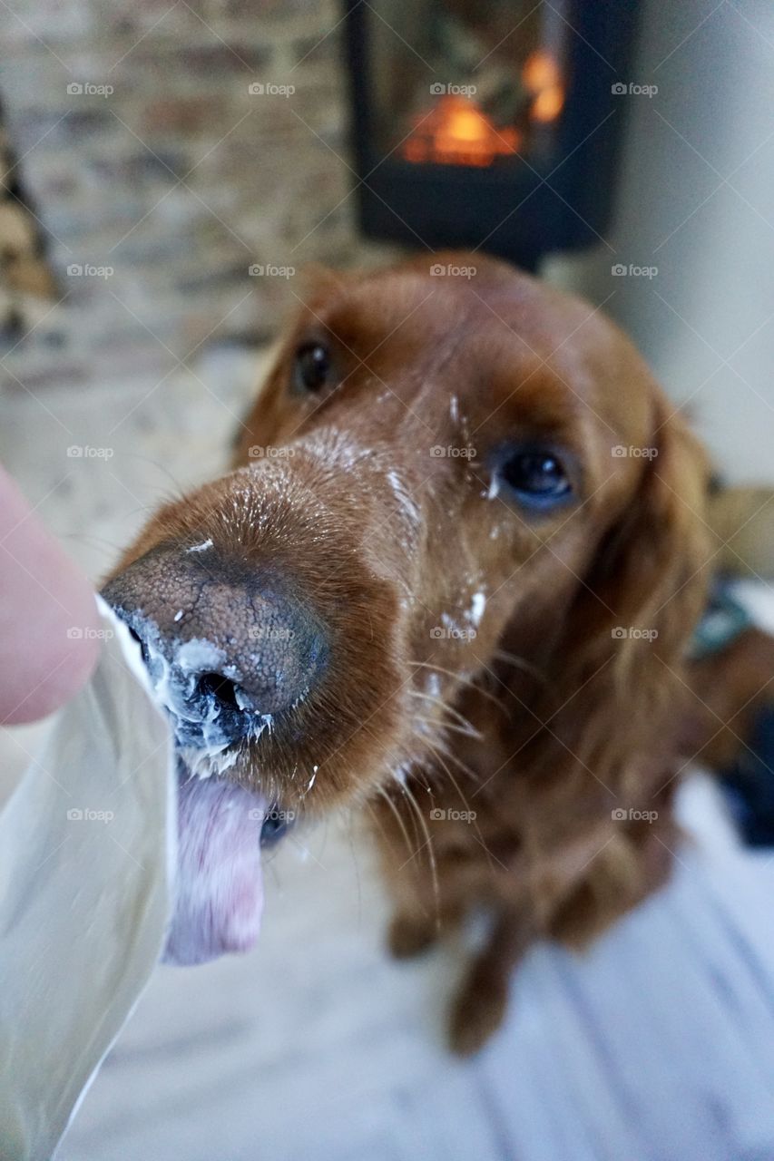 Quinn licking the lid of a yogurt pot ! Messy business 😂