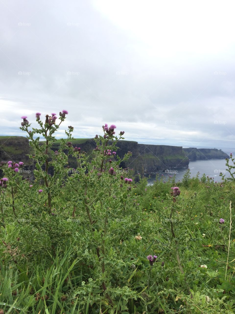 Cliffs of Moher