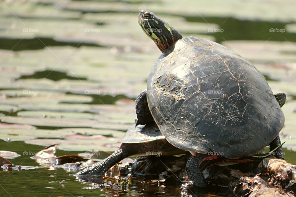 Painted Turtle onto of another