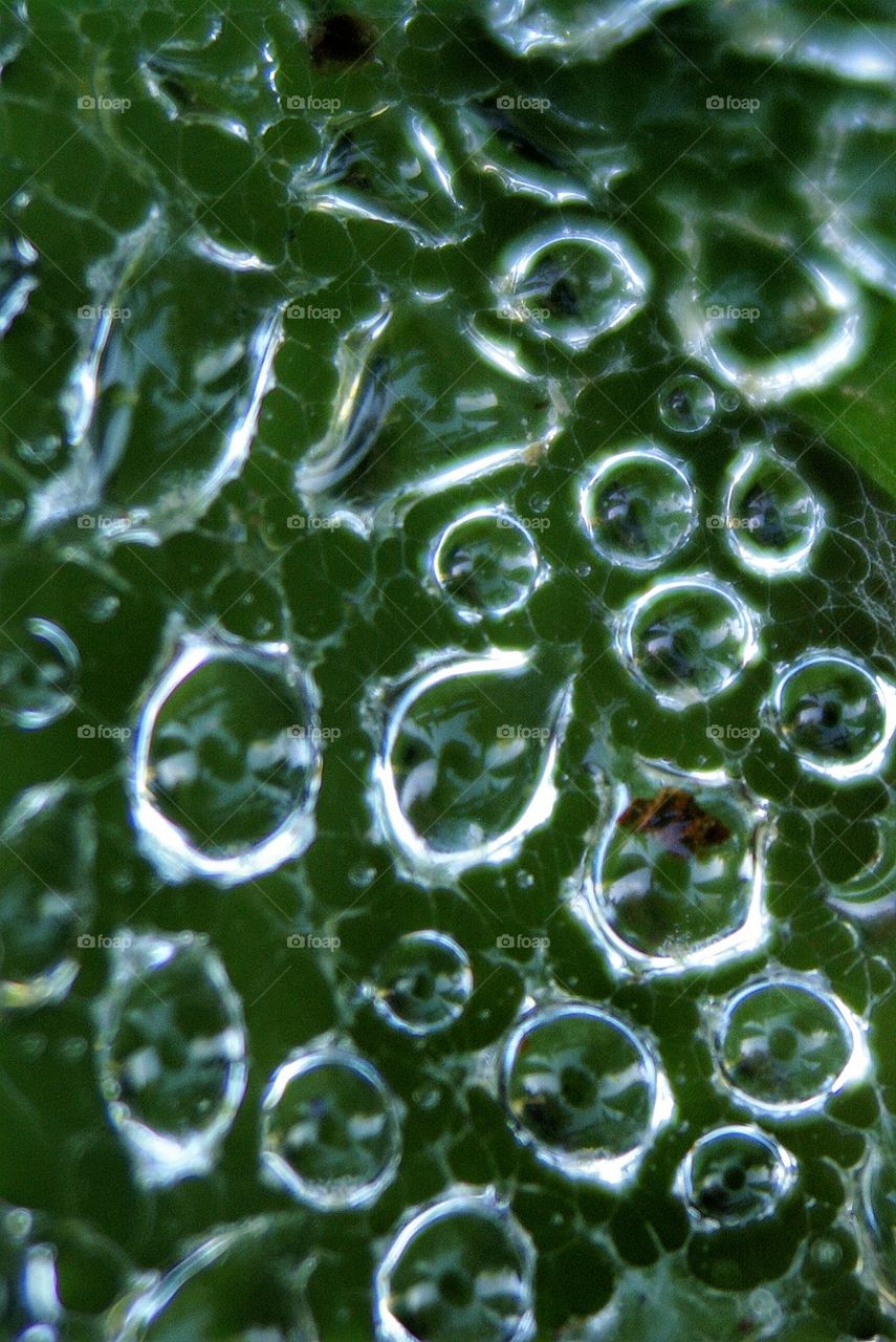 Close-up of dew drops on leaf