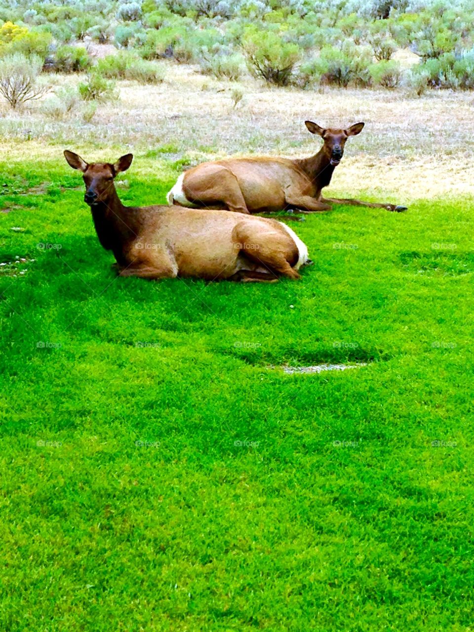 Lazy Elk on Green Grass. Elk lying down on green grass