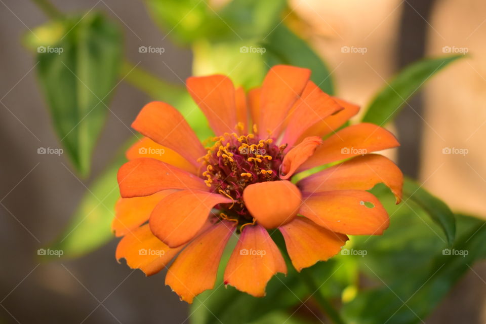 Orange colour flower blooming in the morning