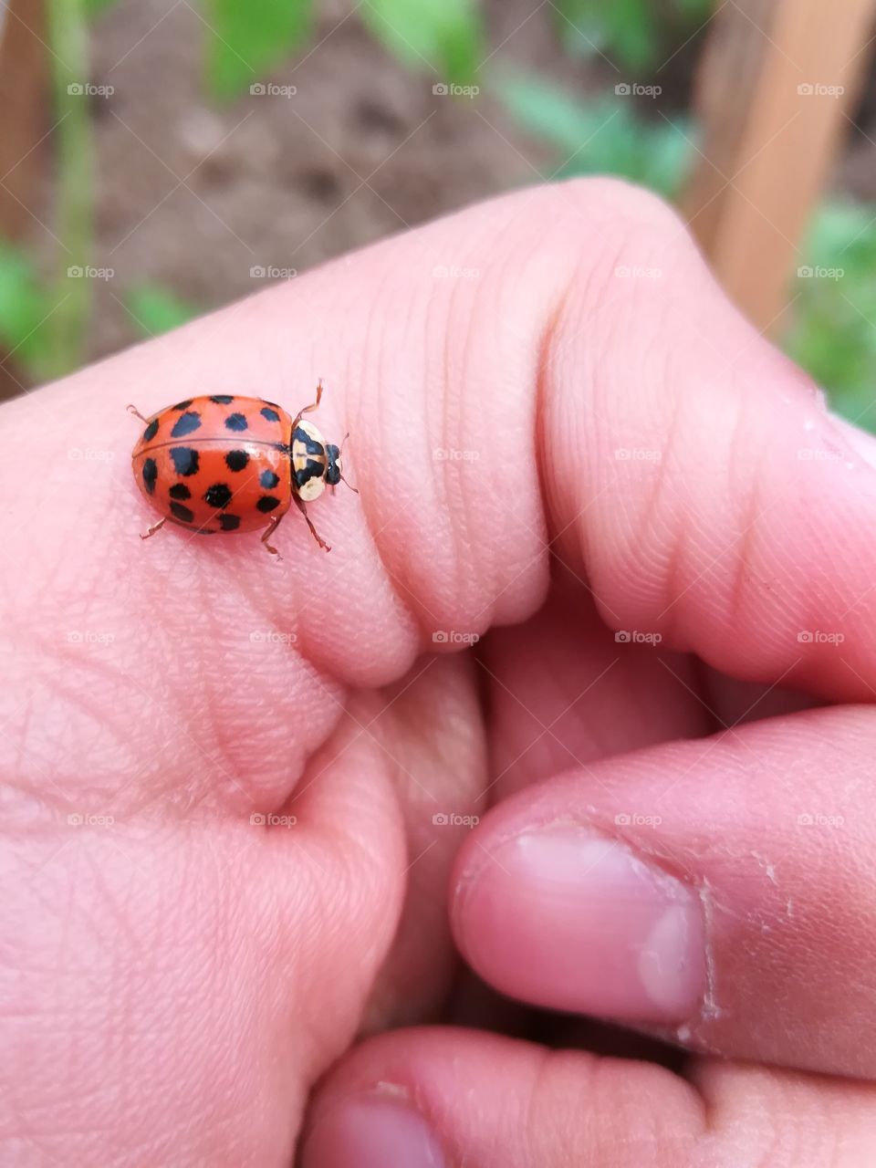 They say ladybugs are a sign of good luck. 