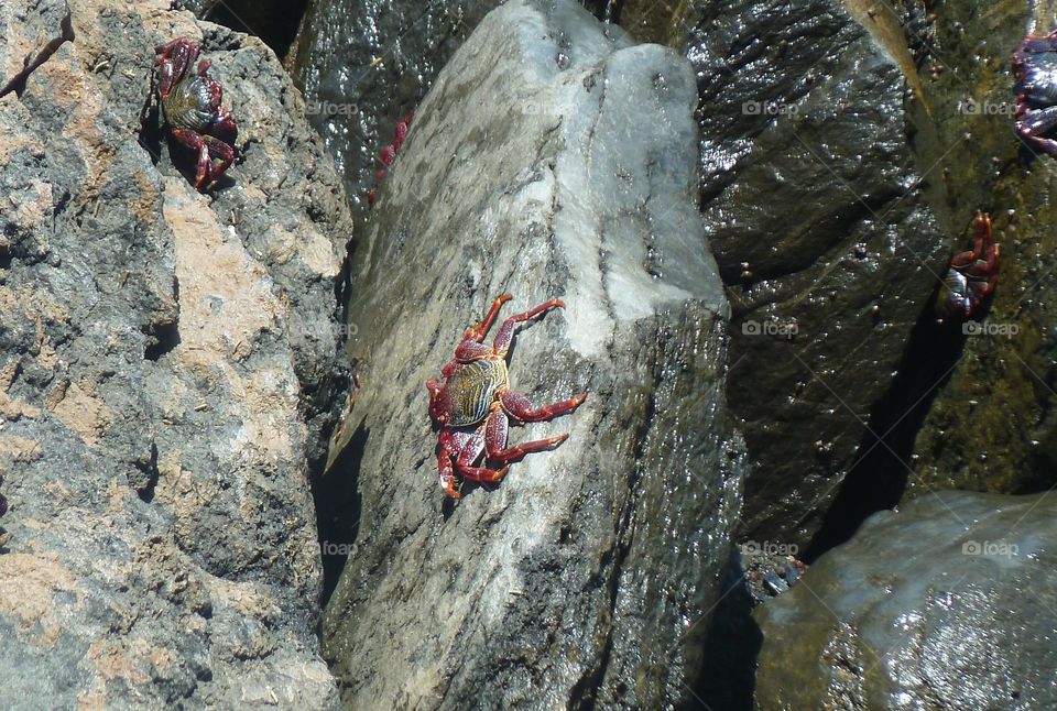 Krabbe auf Klippe