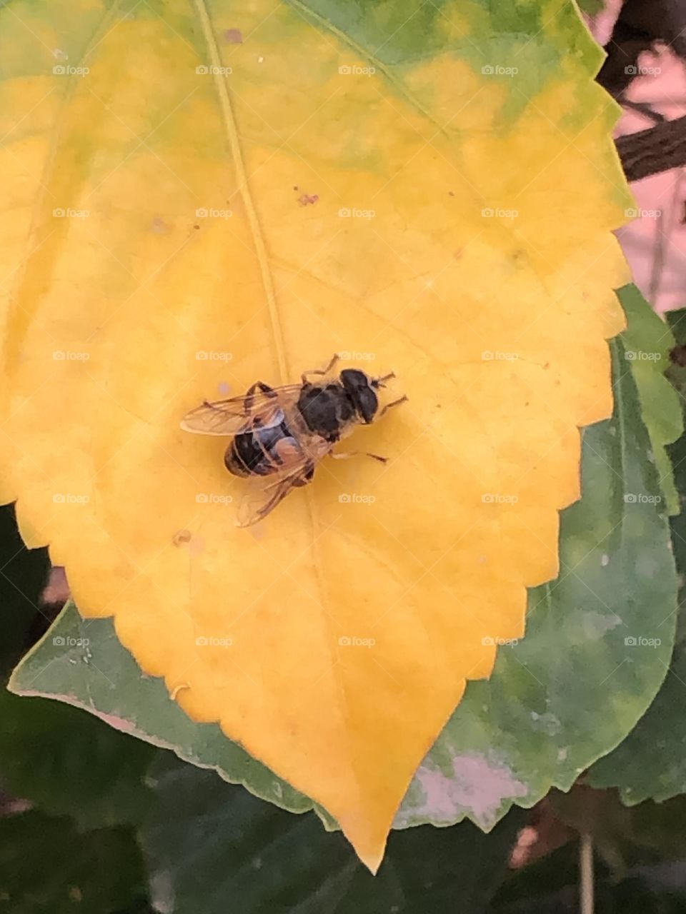 Beautiful bee on a yellow flower in spring 