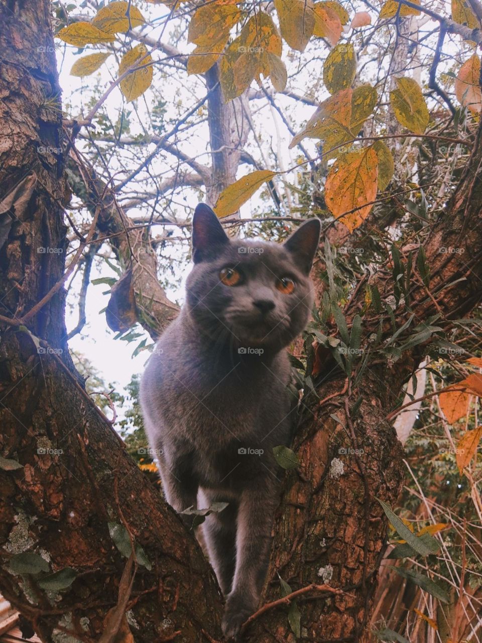 cat on a tree in autumn