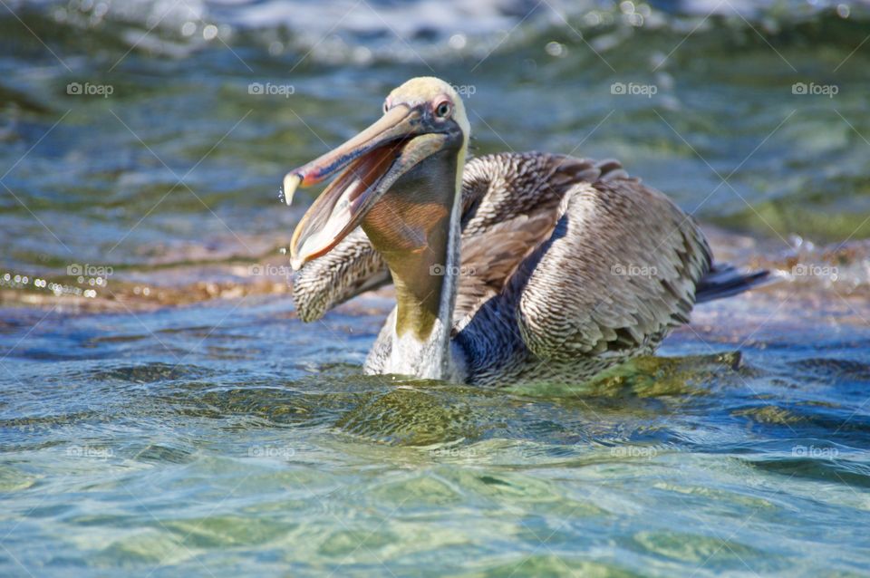 Pelican