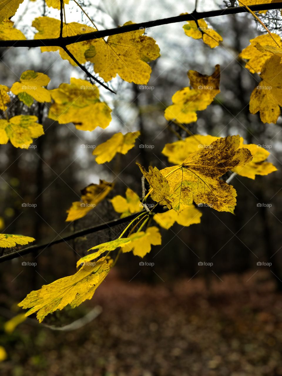 Söderåsen Nationalpark Sweden