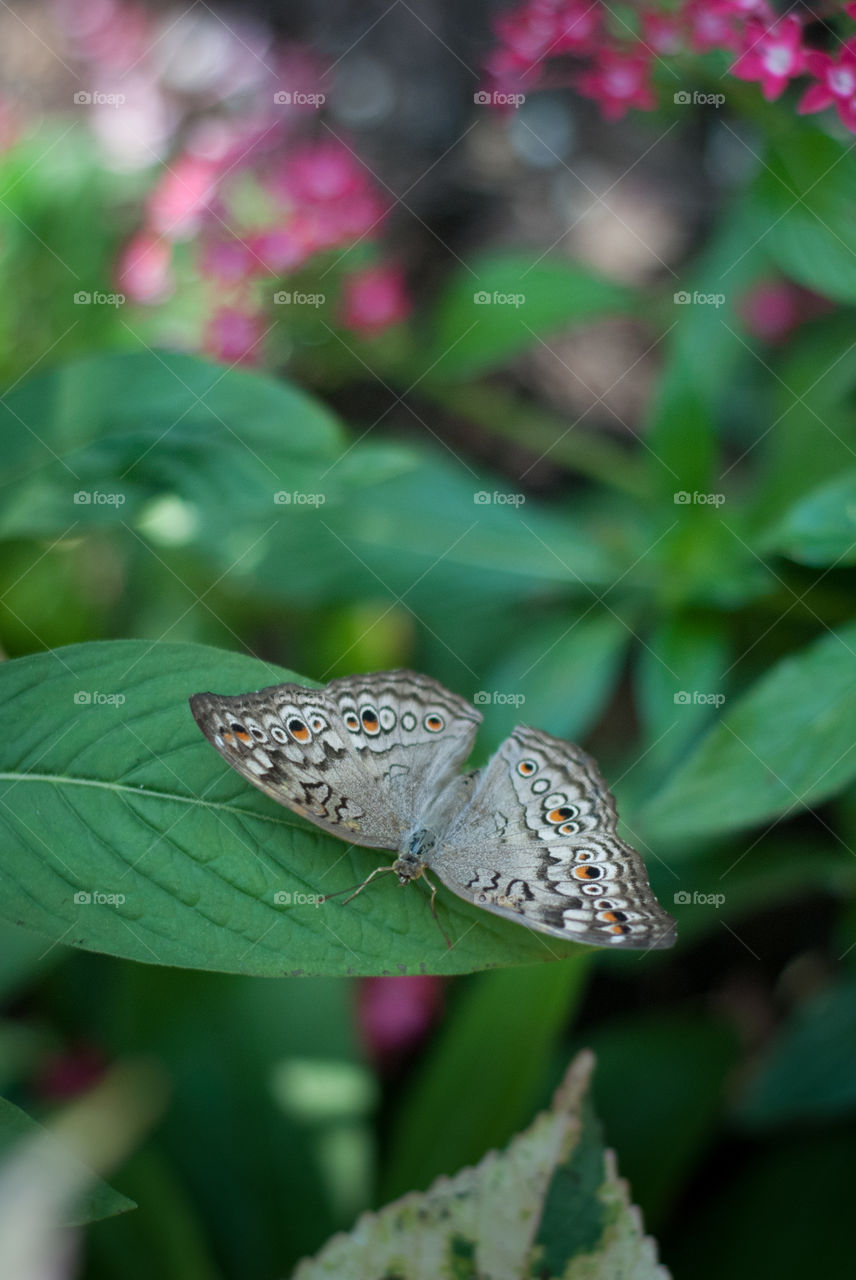 Butterfly on a Leaf