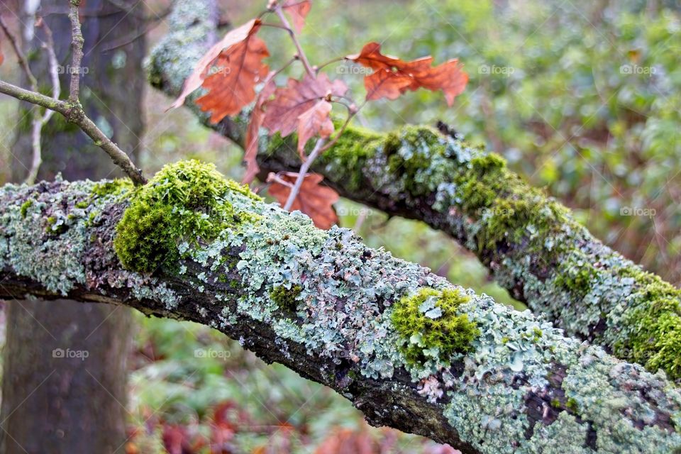 green moss on tree trunk