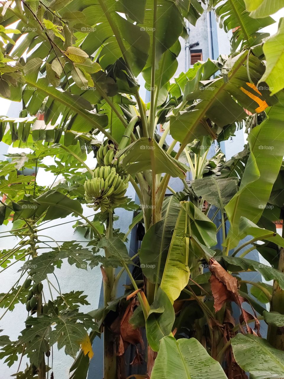 Group of Banana and Papaya Tree Both,With fruit Bunches