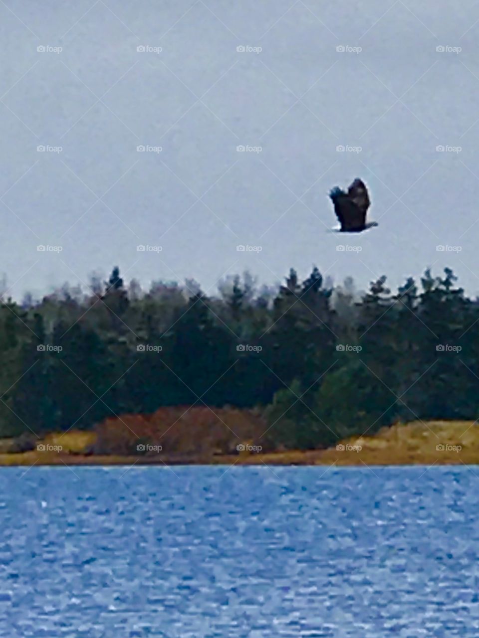 Bald Eagle flying in the distance. 