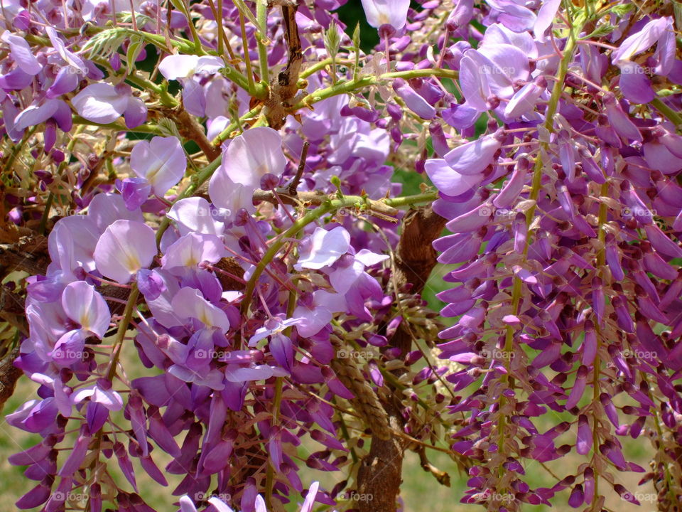 wisteria