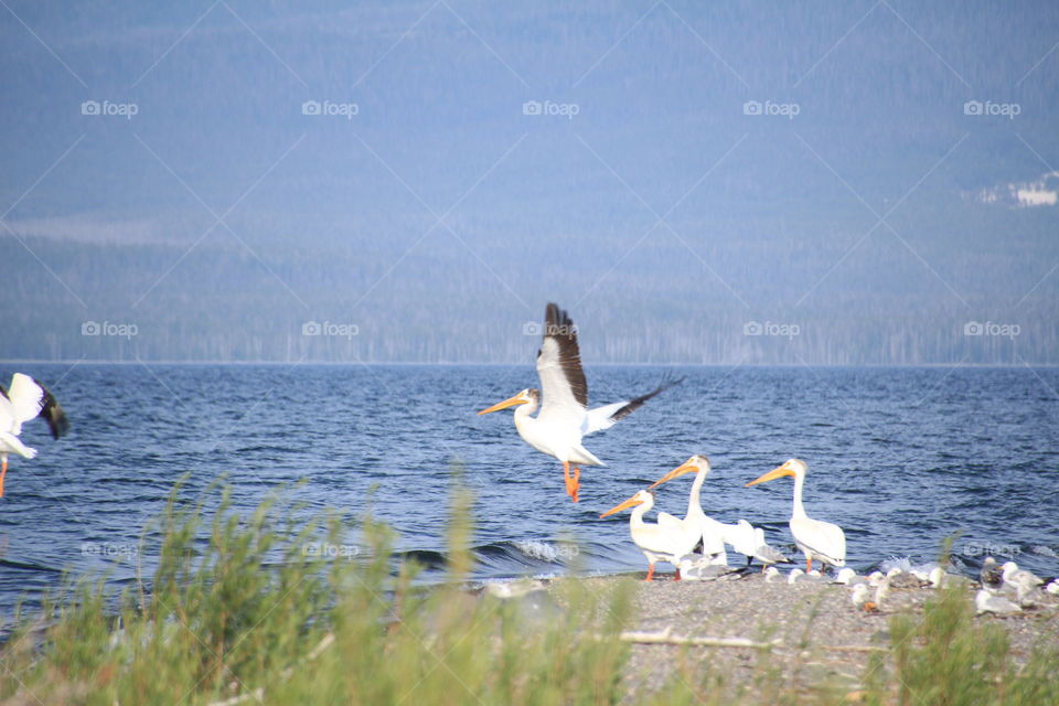 Pelicans over lake Yellowstone 