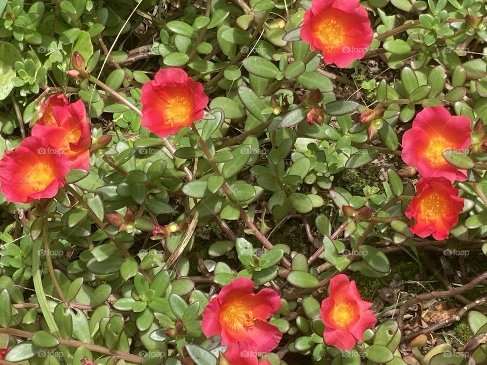 Flores chamadas onze horas cresceram e floresceram no jardim. Cores que predominam avermelhadas e miolo amarelo.