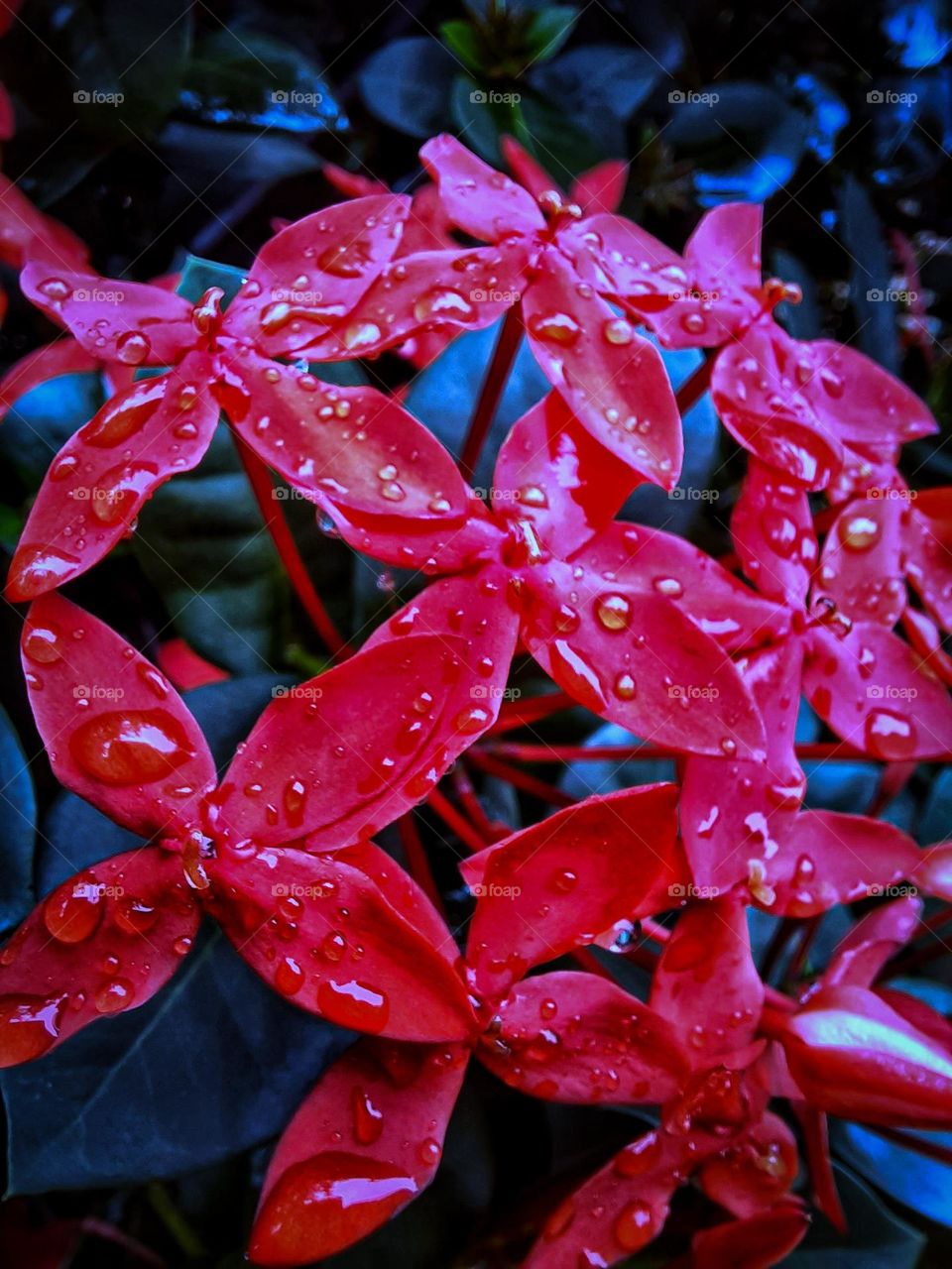 Red. flower. rain drops. spring. plant.