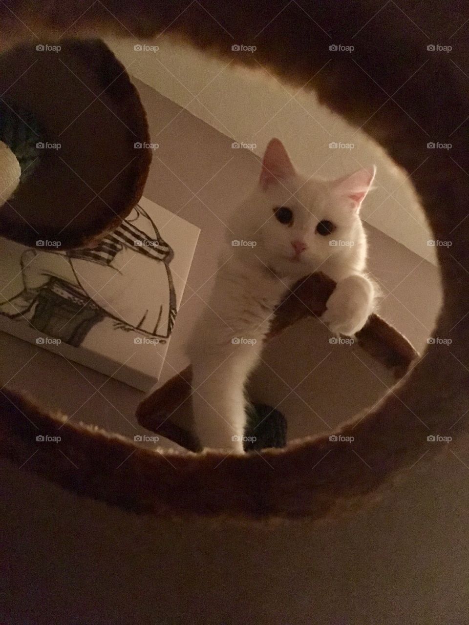 What are you doing down there? Willow the cat loves peeping through anything. Hanging around. 