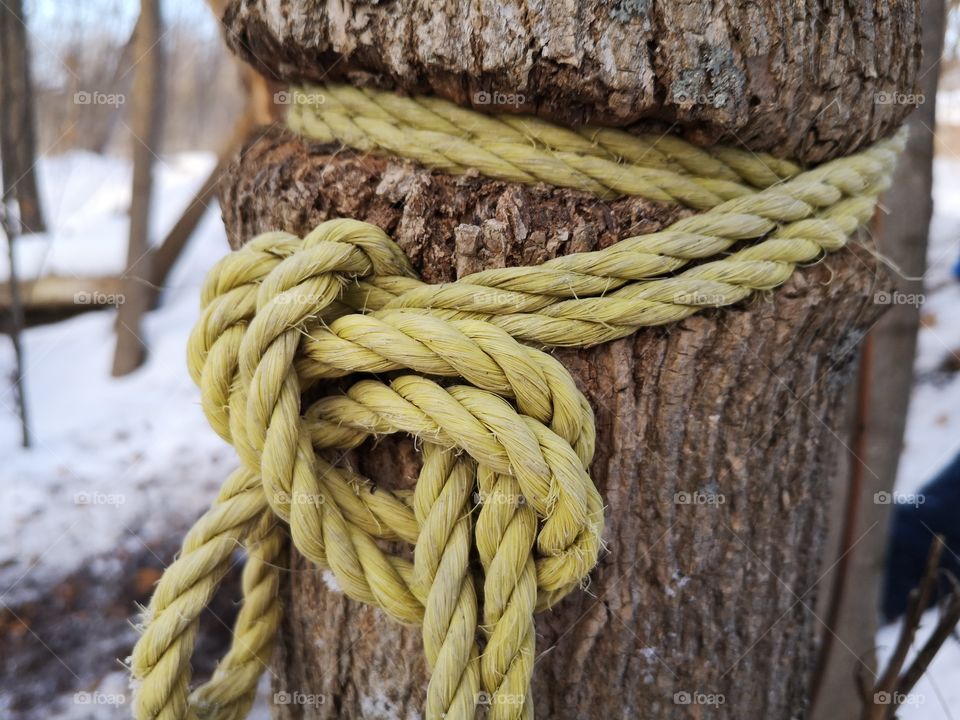Knot in a Tree