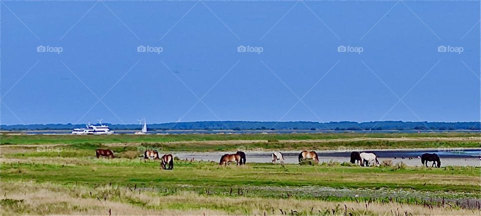 Horses are grazing on the meadows of the island “Hiddensee” in the “Baltic Sea” or “Ostsee” in “Mecklenburg - Western Pomerania”, Germany on a bright sunshiny summer’s day in August 2024. Hypnotic Productions