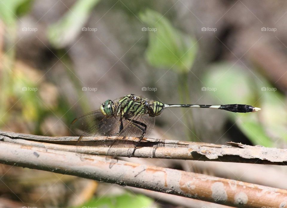 Green marsh hwak. Capung Badak, Indonesian famous calling of the species. Often seen for mating patrol surround the fish pound, or just irrigate water for rice field. Large size of dragonfly in a member of Libellulidae , The highest number family .