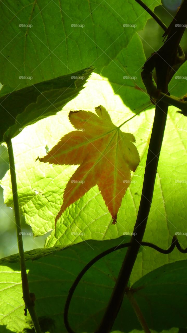first Autumn leaf