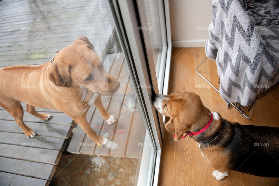 Two dogs look at each other through a window