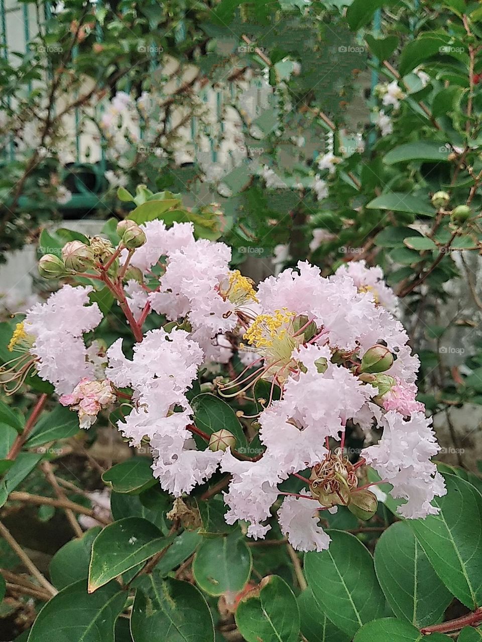 Light pink flowers