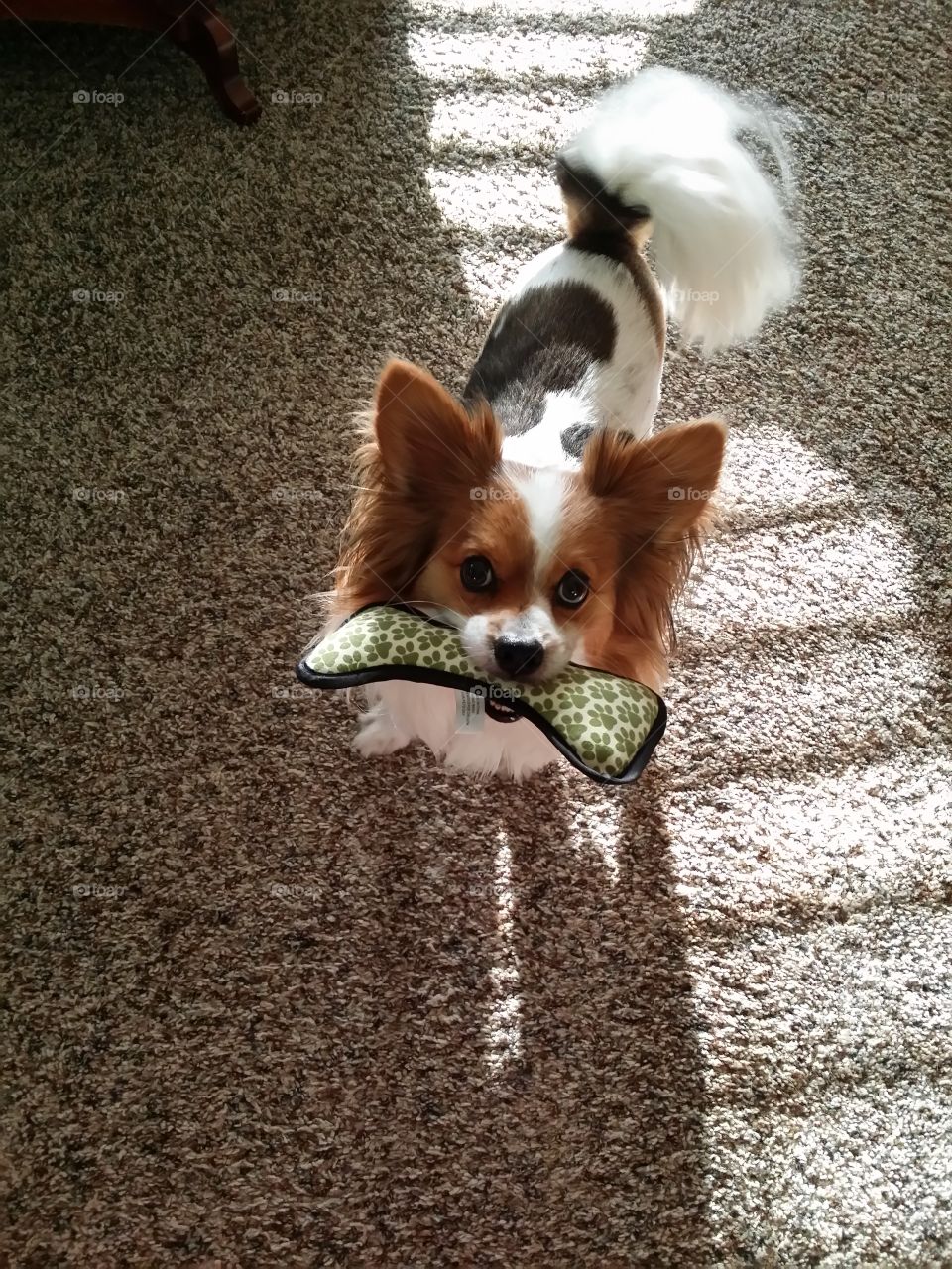 happy, smiling Papillion