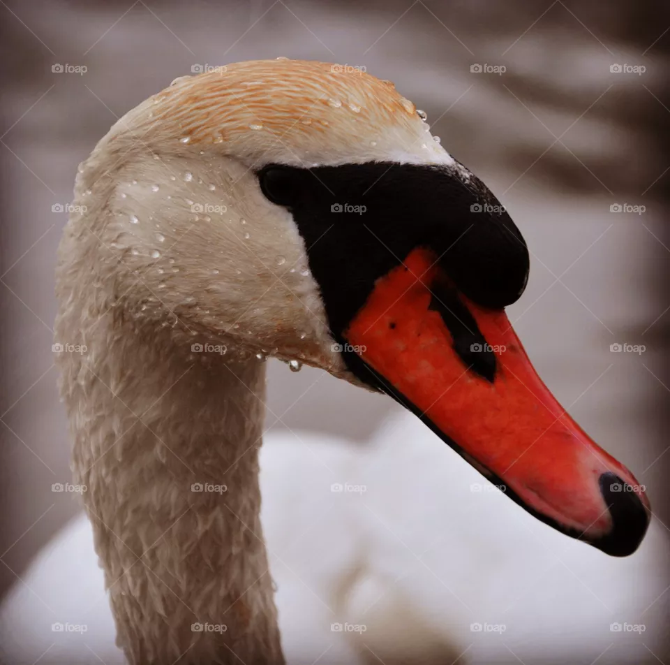 Svan