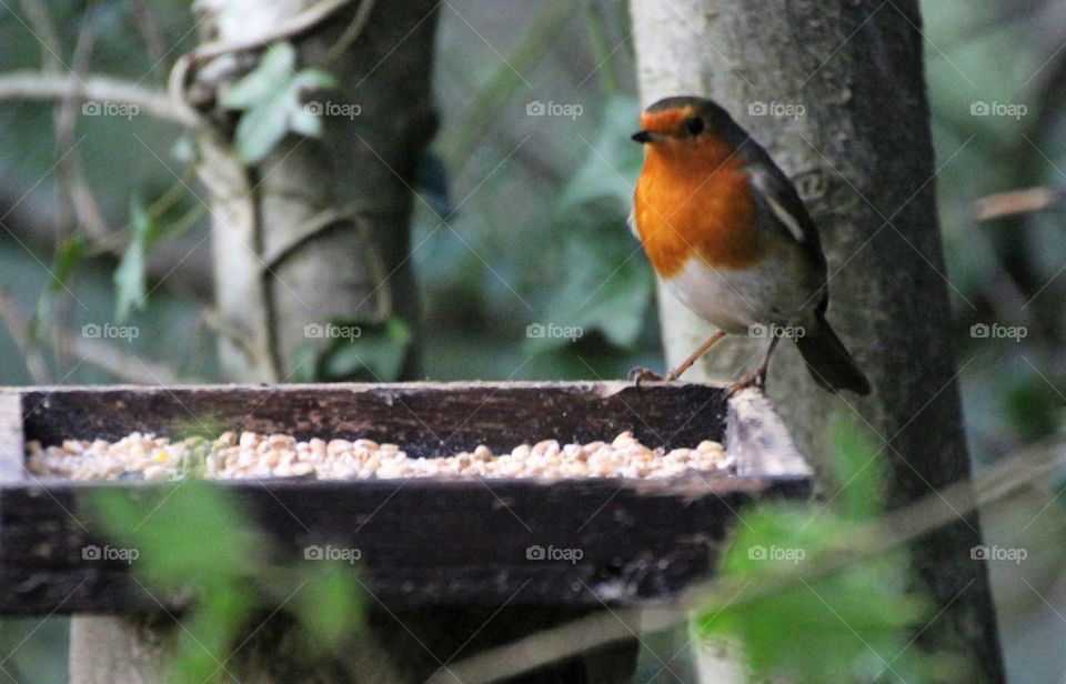 making the most of a feeder at the canalside