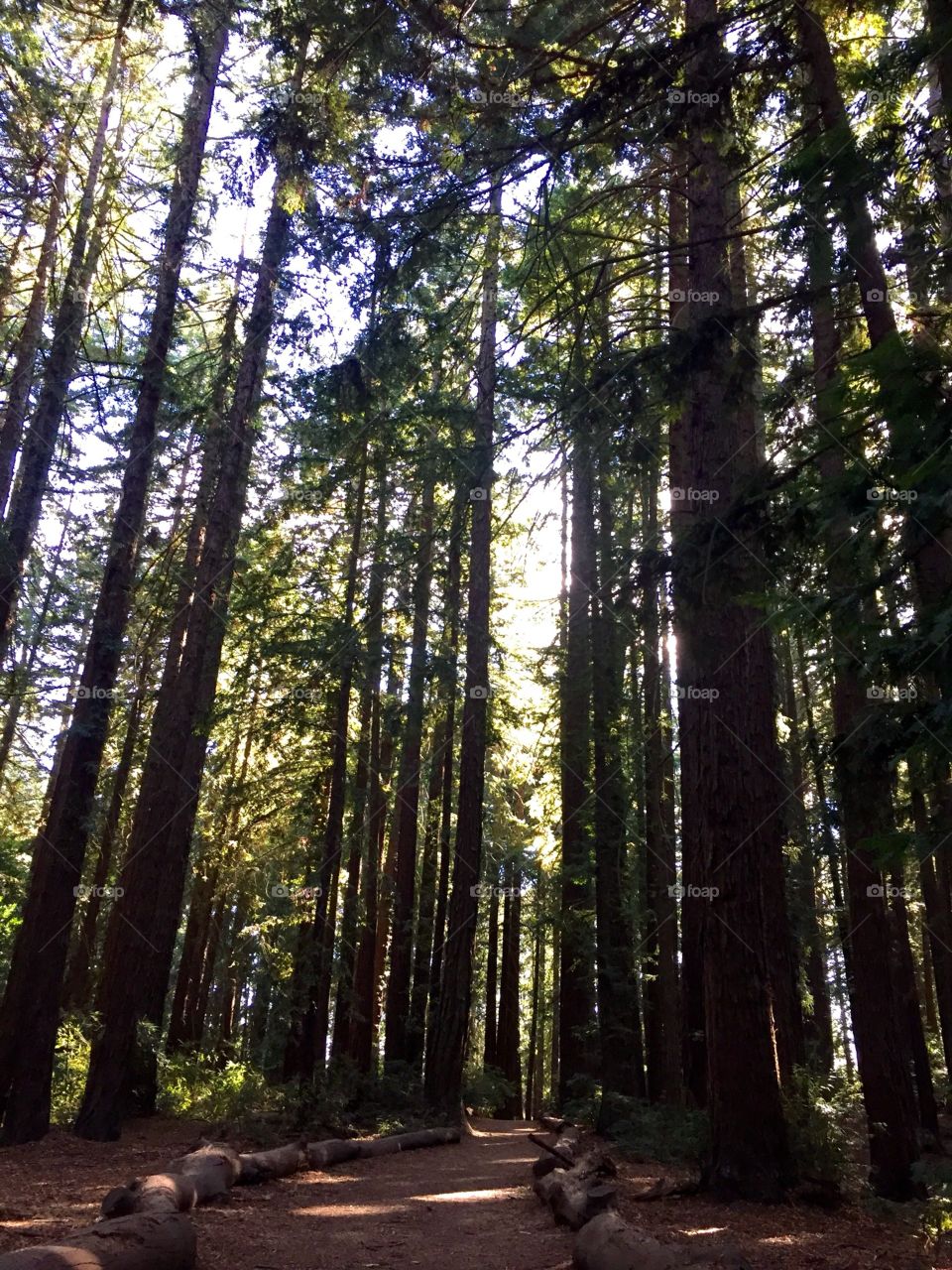 Sunshine peeking through some redwoods in Oakland, California USA 