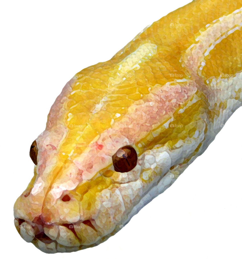 yellow macro python snakes by probie15
