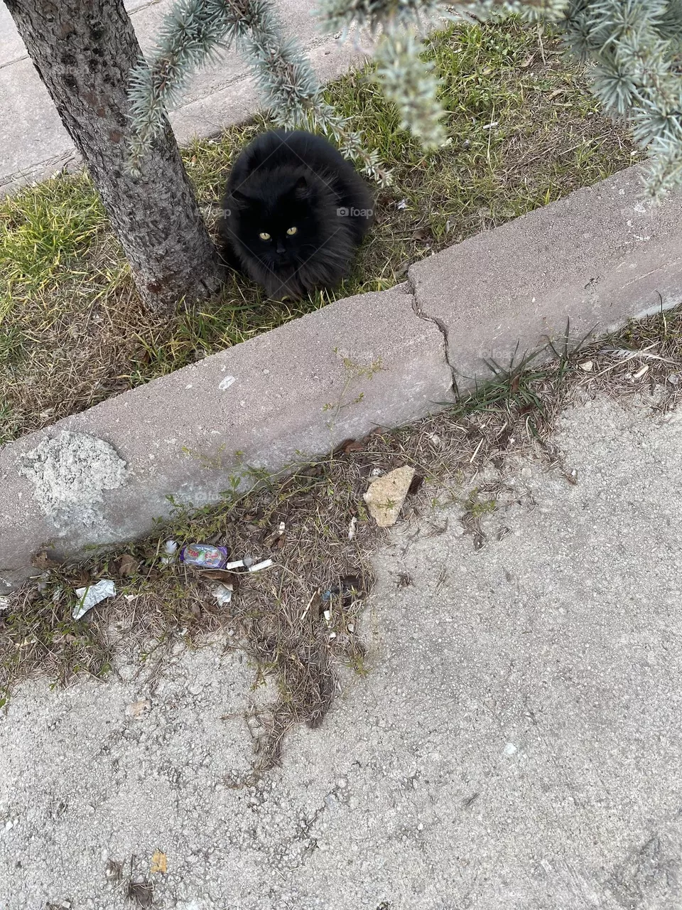 Black Cat
