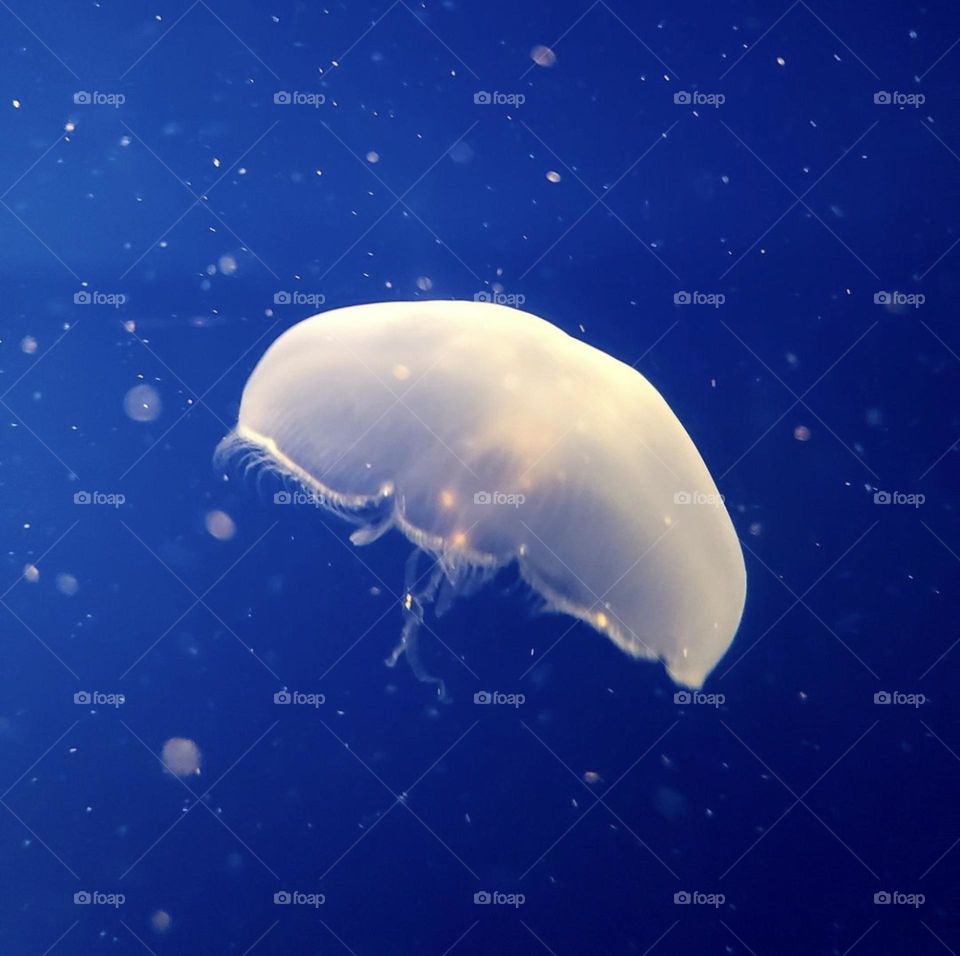 A moon jellyfish floating in a deep blue ocean