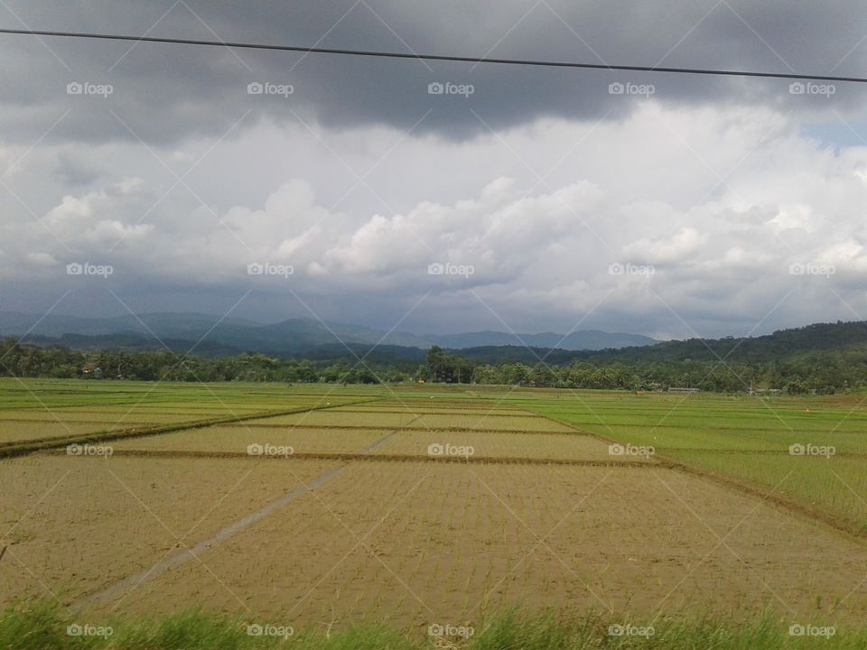 far away looking at the expanse of rice fields